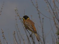 Emberiza melanocephala 2, Zwartkopgors, Saxifraga-Lianne Schroeder