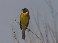 Emberiza melanocephala 3, Zwartkopgors, Saxifraga-Lianne Schroeder