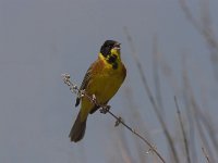 Emberiza melanocephala 4, Zwartkopgors, Saxifraga-Lianne Schroeder