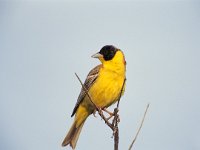 Emberiza melanocephala 5, Zwartkopgors, male, Saxifraga-Arie de Knijff