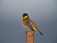 Emberiza melanocephala 7, Zwartkopgors, male, Saxifraga-Arie de Knijff