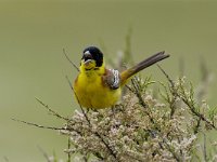 Emberiza melanocephala 8, Zwartkopgors, Saxifraga-Piet Munsterman