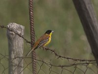 Emberiza melanocephala 9, Zwartkopgors, Saxifraga-Luc Hoogenstein