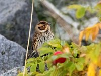 Emberiza pusilla 15, Dwerggors, Saxifraga-Bart Vastenhouw