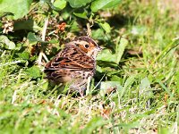 Emberiza pusilla 2, Dwerggors, Saxifraga-Bart Vastenhouw