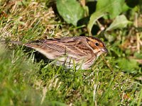 Emberiza pusilla 3, Dwerggors, Saxifraga-Bart Vastenhouw