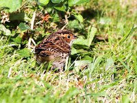 Emberiza pusilla 4, Dwerggors, Saxifraga-Bart Vastenhouw