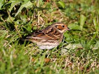 Emberiza pusilla 5, Dwerggors, Saxifraga-Bart Vastenhouw