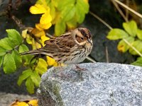 Emberiza pusilla 6, Dwerggors, Saxifraga-Bart Vastenhouw