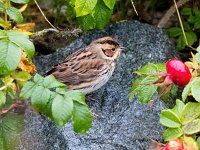 Emberiza pusilla 7, Dwerggors, Saxifraga-Bart Vastenhouw