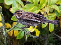 Emberiza pusilla 8, Dwerggors, Saxifraga-Bart Vastenhouw