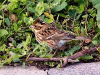 Emberiza rustica