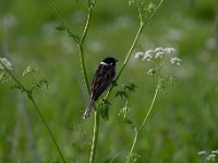 Emberiza schoeniclus 106, Rietgors, Saxifraga-Luuk Vermeer