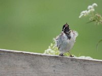 Emberiza schoeniclus 118, Rietgors, Saxifraga-Luuk Vermeer