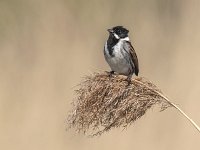 Emberiza schoeniclus 13, Rietgors, Saxifraga-Luuk Vermeer