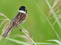 Emberiza schoeniclus 136, Rietgors, Saxifraga-Tom Heijnen