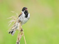 Emberiza schoeniclus 138, Rietgors, Saxifraga-Tom Heijnen