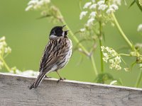 Emberiza schoeniclus 16, Rietgors, Saxifraga-Luuk Vermeer