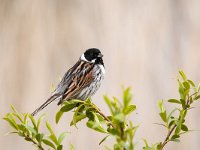 Emberiza schoeniclus 17, Rietgors, Saxifraga-Luuk Vermeer