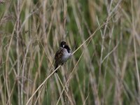 Emberiza schoeniclus 20, Rietgors, Saxifraga-Jan Nijendijk