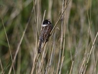 Emberiza schoeniclus 24, Rietgors, Saxifraga-Jan Nijendijk