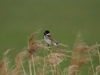 Emberiza schoeniclus 25, Rietgors, Saxifraga-Dirk Hilbers