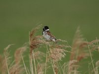 Emberiza schoeniclus 26, Rietgors, Saxifraga-Dirk Hilbers