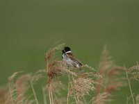 Emberiza schoeniclus 27, Rietgors, Saxifraga-Dirk Hilbers