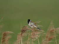 Emberiza schoeniclus 33, Rietgors, Saxifraga-Dirk Hilbers