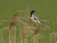 Emberiza schoeniclus 36, Rietgors, Saxifraga-Dirk Hilbers