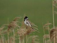 Emberiza schoeniclus 37, Rietgors, Saxifraga-Dirk Hilbers