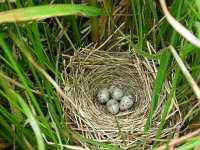 Emberiza schoeniclus 4, Rietgors, Saxifraga-Mark Zekhuis