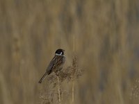 Emberiza schoeniclus 41, Rietgors, Saxifraga-Jan Nijendijk