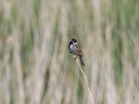 Emberiza schoeniclus 45, Rietgors, Saxifraga-Jan Nijendijk