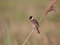 Emberiza schoeniclus 51, Rietgors, Saxifraga-Luuk Vermeer