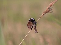 Emberiza schoeniclus 52, Rietgors, Saxifraga-Luuk Vermeer