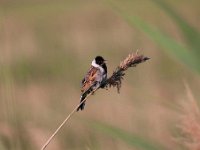 Emberiza schoeniclus 55, Rietgors, Saxifraga-Luuk Vermeer