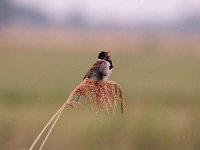 Emberiza schoeniclus 62, Rietgors, Saxifraga-Luuk Vermeer