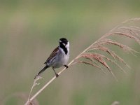 Emberiza schoeniclus 69, Rietgors, Saxifraga-Luuk Vermeer