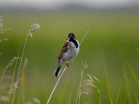 Emberiza schoeniclus 77, Rietgors, Saxifraga-Luuk Vermeer