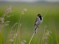 Emberiza schoeniclus 79, Rietgors, Saxifraga-Luuk Vermeer