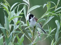 Emberiza schoeniclus 86, Rietgors, Saxifraga-Luuk Vermeer