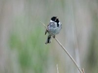 Emberiza schoeniclus 87, Rietgors, Saxifraga-Luuk Vermeer