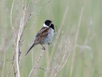 Emberiza schoeniclus 90, Rietgors, Saxifraga-Luuk Vermeer