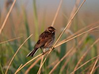 Emberiza schoeniclus 99, Rietgors, Saxifraga-Luuk Vermeer