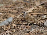 Emberiza striolata 2, Gestreepte gors, Saxifraga-Mark Zekhuis