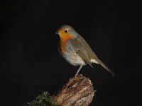 Erithacus rubecula 103, Roodborst, Saxifraga-Luuk Vermeer