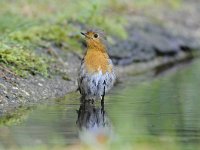 Erithacus rubecula 104, Roodborst, Saxifraga-Luuk Vermeer