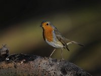 Erithacus rubecula 108, Roodborst, Saxifraga-Luuk Vermeer