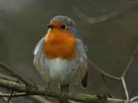 Erithacus rubecula 11, Roodborst, Saxifraga-Henk Groenewoud